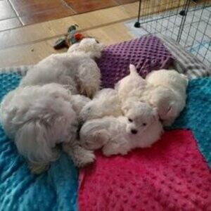 Maltese puppies available | PostAds PH