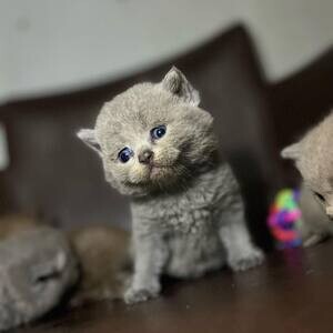 Pure British Shorthair | PostAds PH