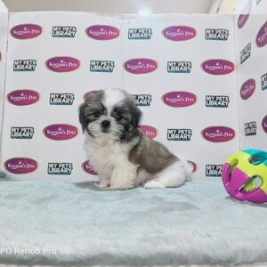 PURE SHIH TZU | PostAds PH
