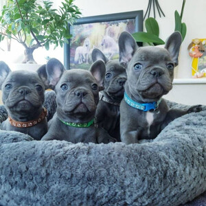 French Bulldog Puppy | PostAds PH
