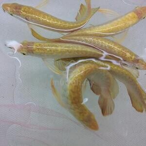 arowana golden crossback 5 inch -wholesale | PostAds PH