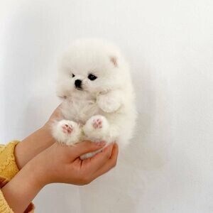 Pomeranian puppies | PostAds PH