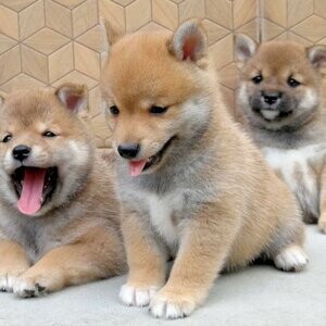Shiba Inu Pups | PostAds PH