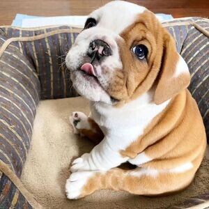 English Bulldog Puppies | PostAds PH