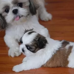 shih tzu puppies | PostAds PH