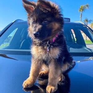 German sherpard Puppies | PostAds PH