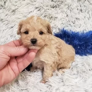 maltipoo puppies | PostAds PH