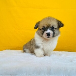Corgi Puppy (Male) Female | PostAds PH