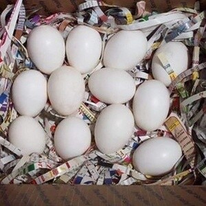 Fertile parrot eggs and weaned babies for sale | PostAds PH