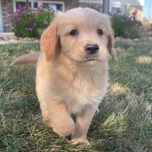 Golden Retriever Viber:+63-945-413-6749 | PostAds PH