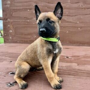 Beautiful Belgian Malinois Puppies | PostAds PH