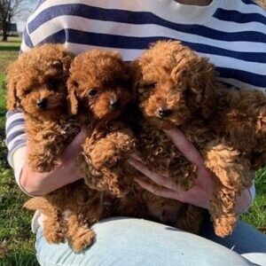 Beautiful Red Male and Female Toy Poodle Puppies ! | PostAds PH
