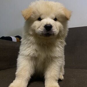 well trained chow chow puppies | PostAds PH