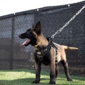 well trained Belgian Malinois pups | PostAds PH