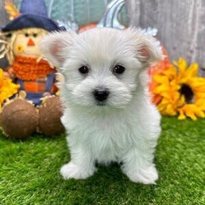 MALE AND FEMALE MALTESE PUPPIES.Please contact us on Viber: +639660614145 | PostAds PH
