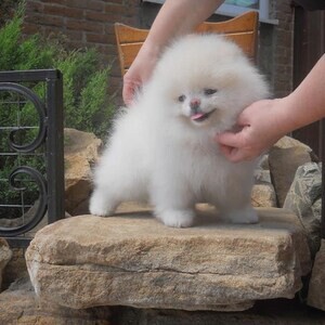 Pomeranian Puppies for sale.Please contact us on Viber: +639660614145 | PostAds PH