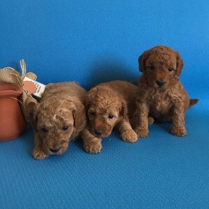 Beautiful Toy Poodle Puppy For Sale.Please contact us on Viber: +639660614145 | PostAds PH