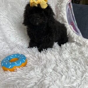 Amazing Teacup Poodle Puppy.Please contact us on Viber: +639660614145 | PostAds PH