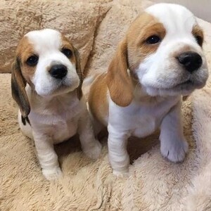 Beautiful beagle puppies.Please contact us on Viber: +639660614145 | PostAds PH