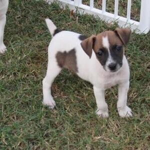 Well Socialized Jack Russel Terrier puppies.Please contact us on Viber: +639660614145 | PostAds PH