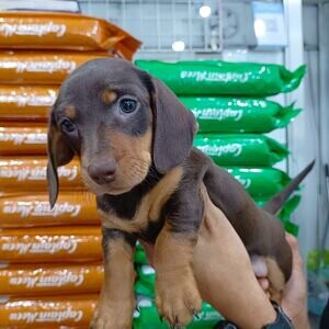 Dachshund Puppies For Sale | PostAds PH