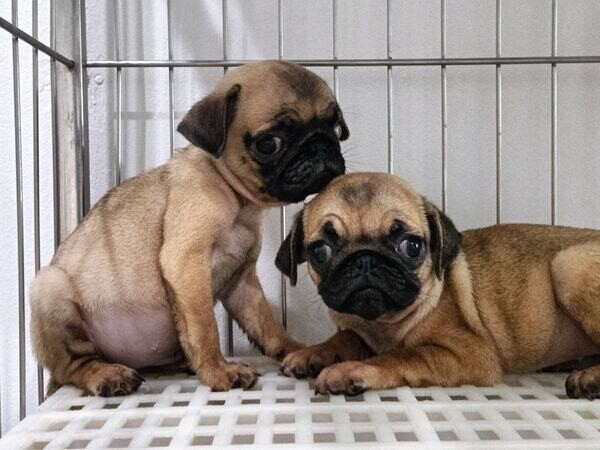 Pug Puppies For Sale