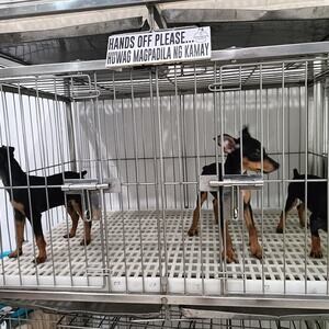 Mini Pincher Puppies For Sale | PostAds PH