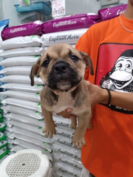 American Bully Puppies For Sale