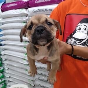 American Bully Puppies For Sale | PostAds PH