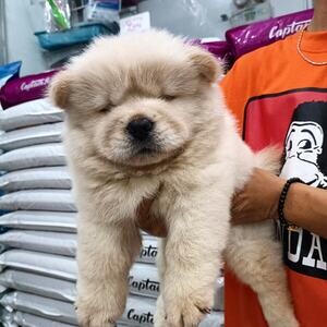 Chow Chow (bear face) Puppies For Sale | PostAds PH