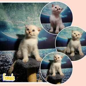 Sold - Scottish fold x Ragdoll | PostAds PH
