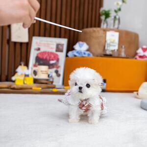 Teacup Maltese | PostAds PH