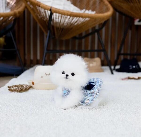 Teacup Pomeranian puppies
