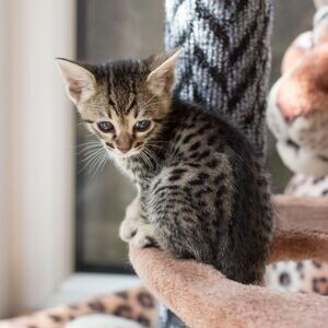 Savannah kittens Viber:+63-945-413-6749 | PostAds PH