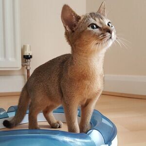 Abyssinian Kittens Viber:+63-945-413-6749 | PostAds PH