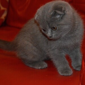 Scottish Fold Kittens Viber:+63-945-413-6749 | PostAds PH
