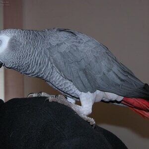 African Grey Parrots Viber:+63-945-413-6749 | PostAds PH