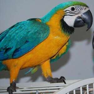 Macaw Parrots Viber:+63-945-413-6749 | PostAds PH