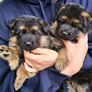 German Shepard puppy | PostAds PH