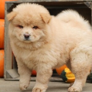 Chow-chow Viber:+63-945-413-6749 | PostAds PH