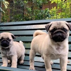 Pug Puppies Viber:+63-945-413-6749 | PostAds PH