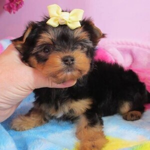 Yorkshire pups Viber :+63-9454-136-749 | PostAds PH