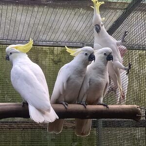 DNA Umbrella Cockatoo Parrots | PostAds PH