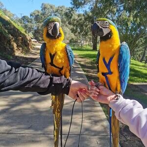 Blue and Gold Macaw Parrots | PostAds PH