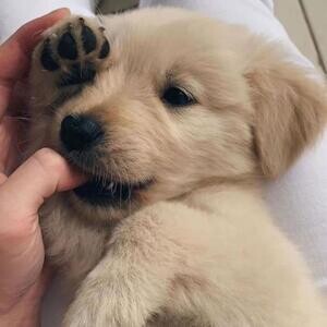 Cute Golden Retriever puppies | PostAds PH