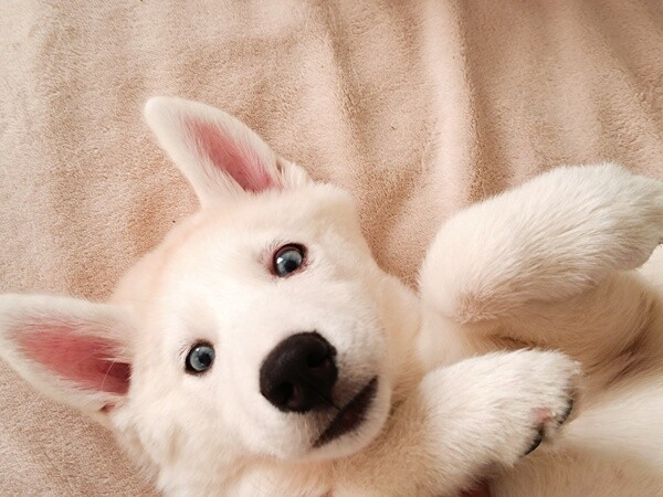Siberian Husky (Pure)