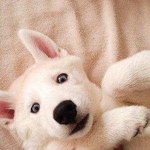 Siberian Husky (Pure) | PostAds PH