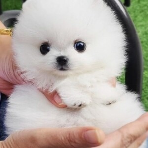 Tea Cup Pomeranian Viber:+63-945-413-6749 | PostAds PH