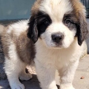 Saint Bernard Viber:+63-945-413-6749 | PostAds PH