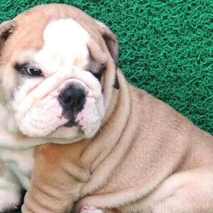 English Bulldog Viber:+63-945-413-6749 | PostAds PH